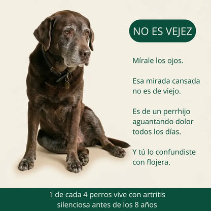 Kiris Dog™ Soporte Terapia de Luz Roja